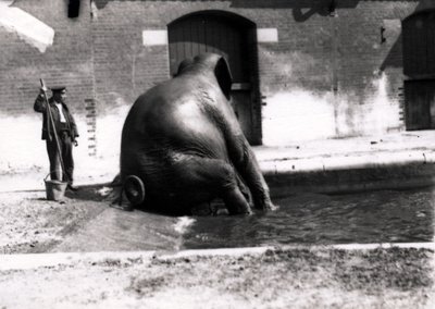Elephant bathing by Frederick William Bond